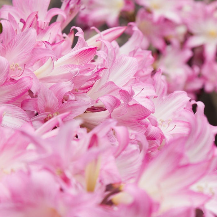 Amaryllis belladona - March lily - 2 bulbs