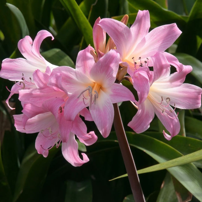 Amaryllis belladona - March lily - 2 bulbs