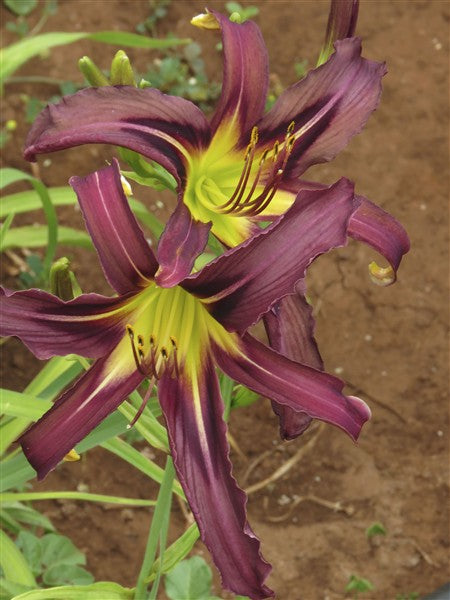 Hemerocallis (daylily) - Black Arrowhead (20.5cm bloom) - 2 plants p-pack