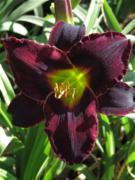 Hemerocallis (daylily) - Black Lapis- 1 plant p-pack