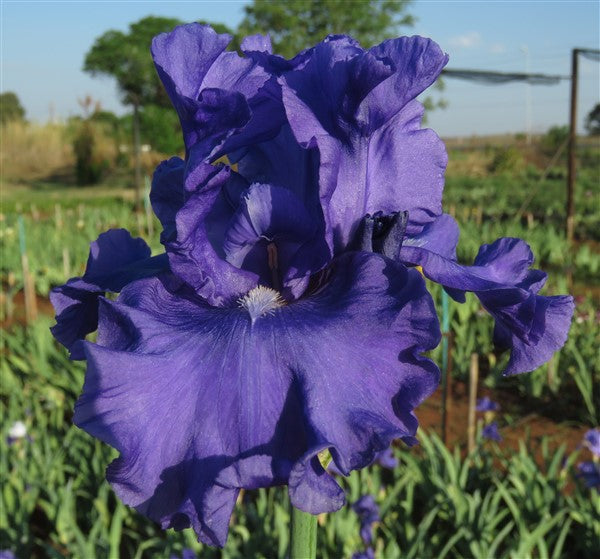 Bearded Iris - Blueberry Bliss - 1 plant
