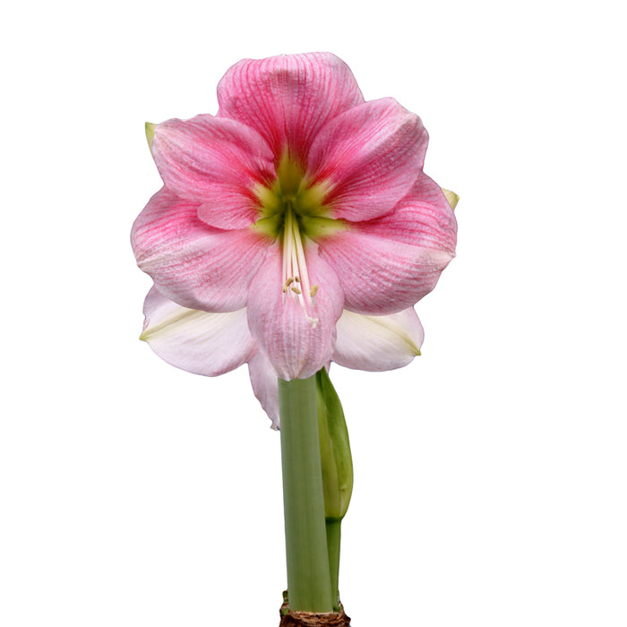 Amaryllis Symphony Single - Blushing Bride® - 1 bulb p-packet