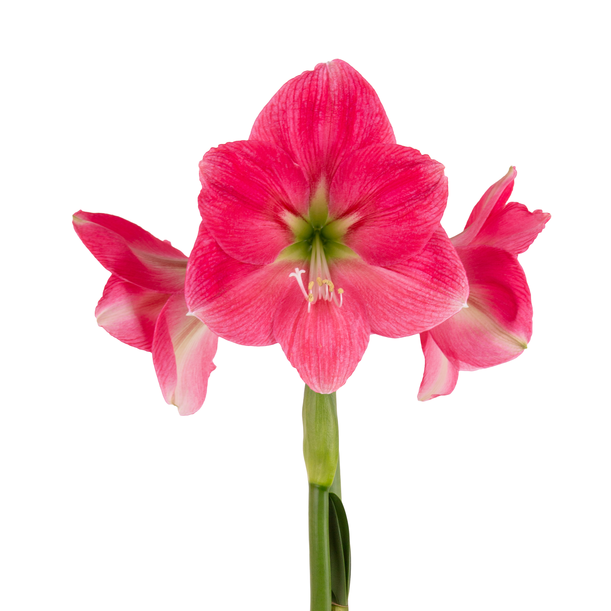 Buy Hadeco Hippeastrum / amaryllis bulbs online — Hadeco.co.za