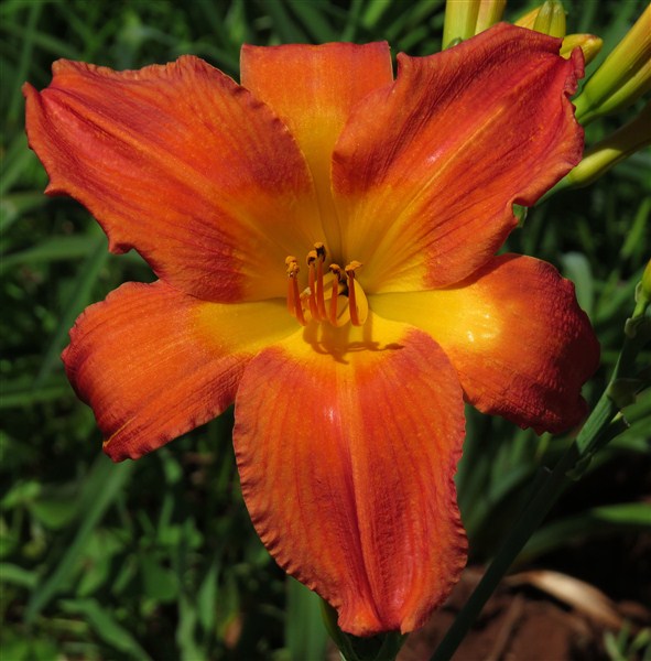 Hemerocallis - Burnt Amber - 2 bulbs p-pack