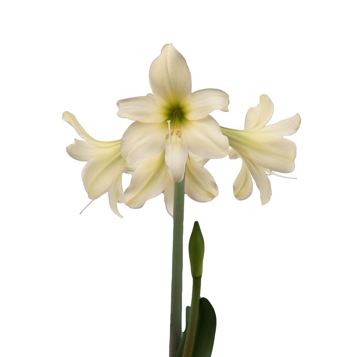 Amaryllis Sonatini - Butterball™- 2 bulbs p-pack