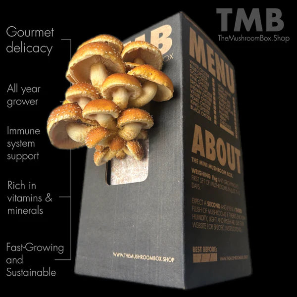 Gourmet - Chestnut Mushroom Box