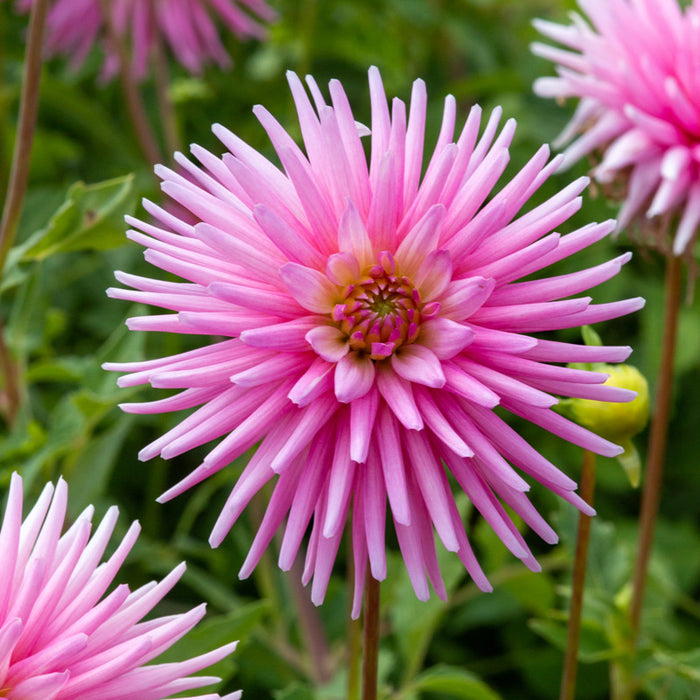 Dahlia Cactus - Pink - 2 bulbs p-pack