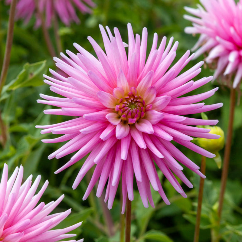 Pre-order Dahlia for September