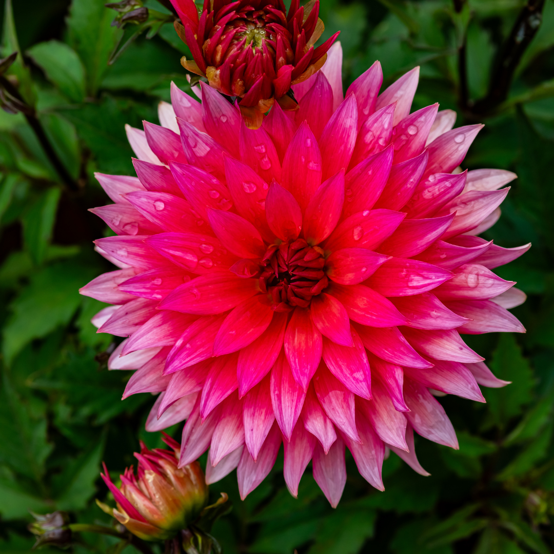 Dahlia Cactus - Belmonte - 1 bulb p-pack — Hadeco.co.za
