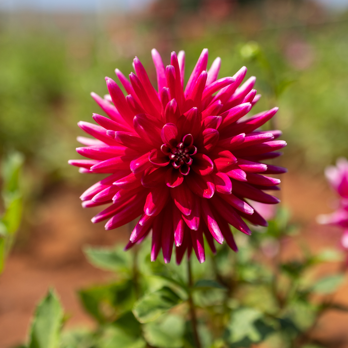 Dahlia Cactus - Cheerio - 1 bulb p-pack