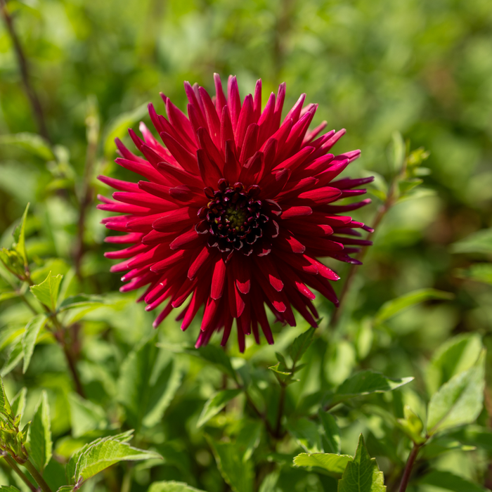 Dahlia Cactus - Cheerio - 1 bulb p-pack