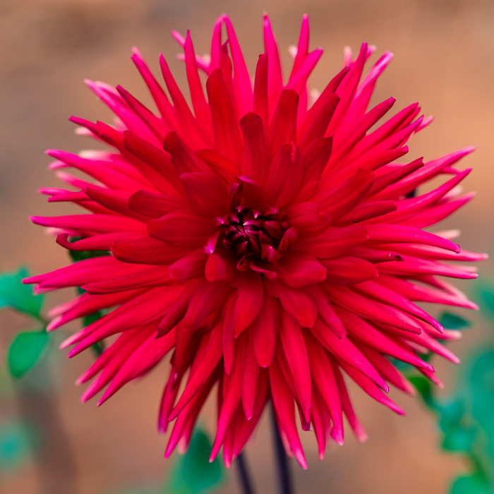 Dahlia Cactus - Cheerio - 1 bulb p-pack