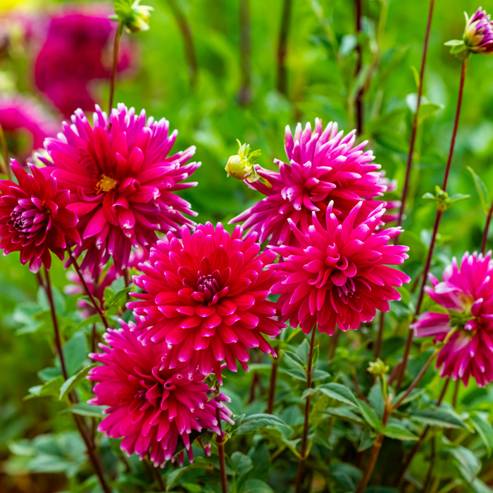 Dahlia Cactus - Cheerio - 1 bulb p-pack