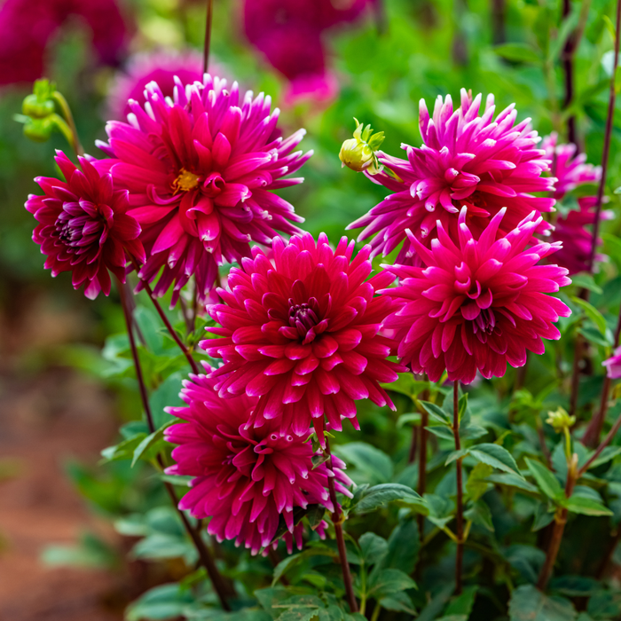 Dahlia Cactus - Cheerio - 1 bulb p-pack