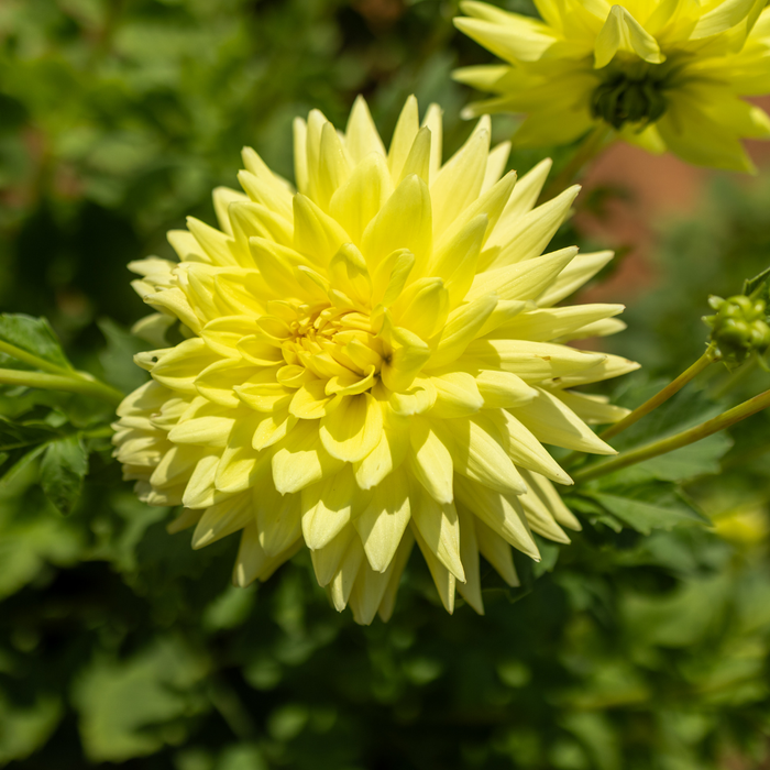 Dahlia Cactus - Gillian - 1 bulb p-pack