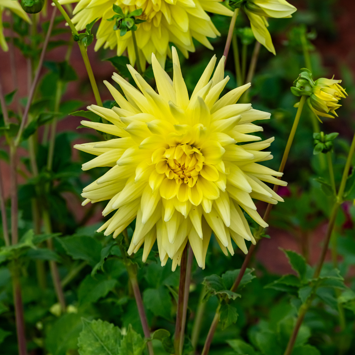 Dahlia Cactus - Gillian - 1 bulb p-pack