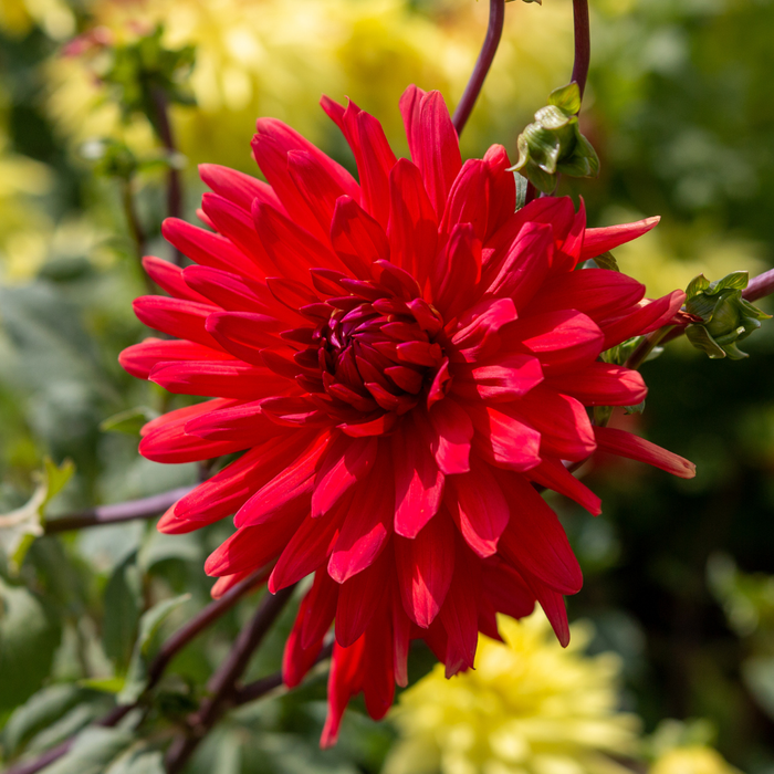 Dahlia Cactus - Red - 2 bulbs p-pack