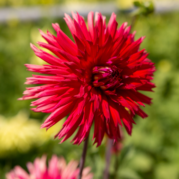 Dahlia Cactus - Red - 2 bulbs p-pack
