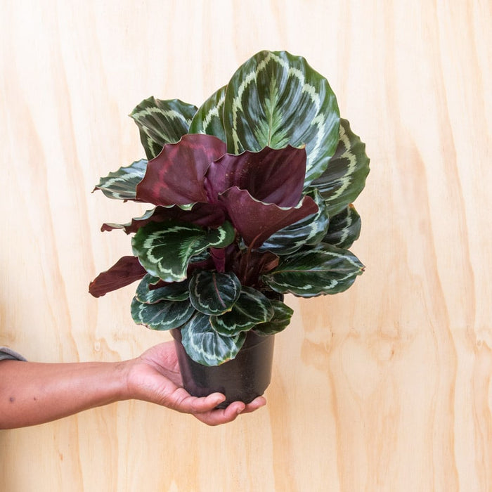 Calathea 'Roseopicta' - 14cm
