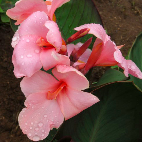 Canna Lily - Soft Pink - 2 bulbs p-pack