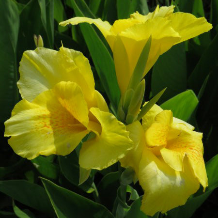 Canna Lily - Yellow - 3 bulbs p-pack