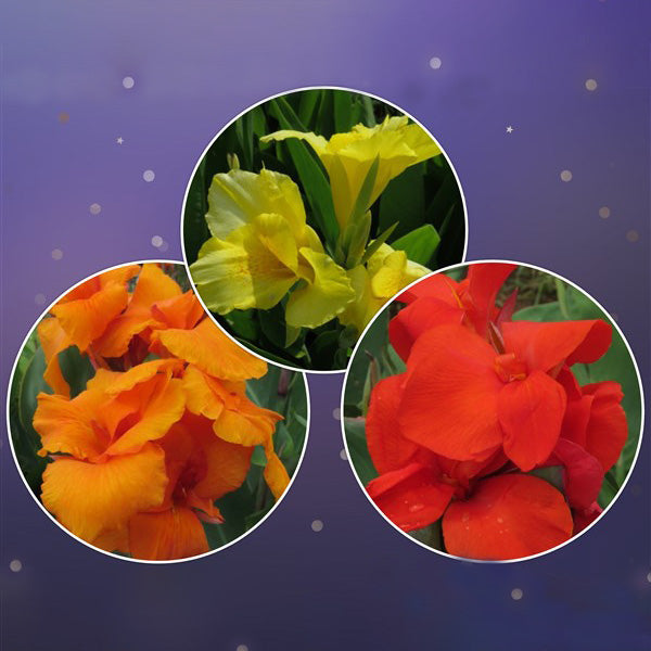 Canna Lily Combo - 3 bulbs p-pack (3 colours)