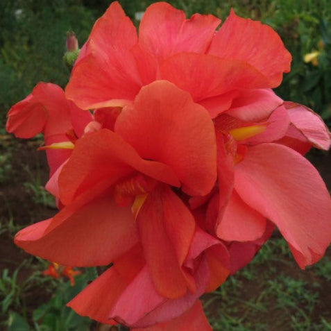 Bearded Iris