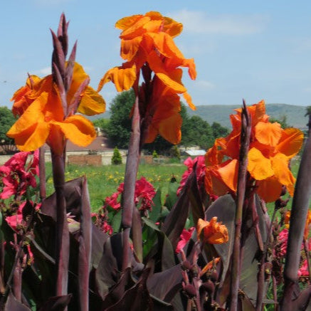 Canna lily