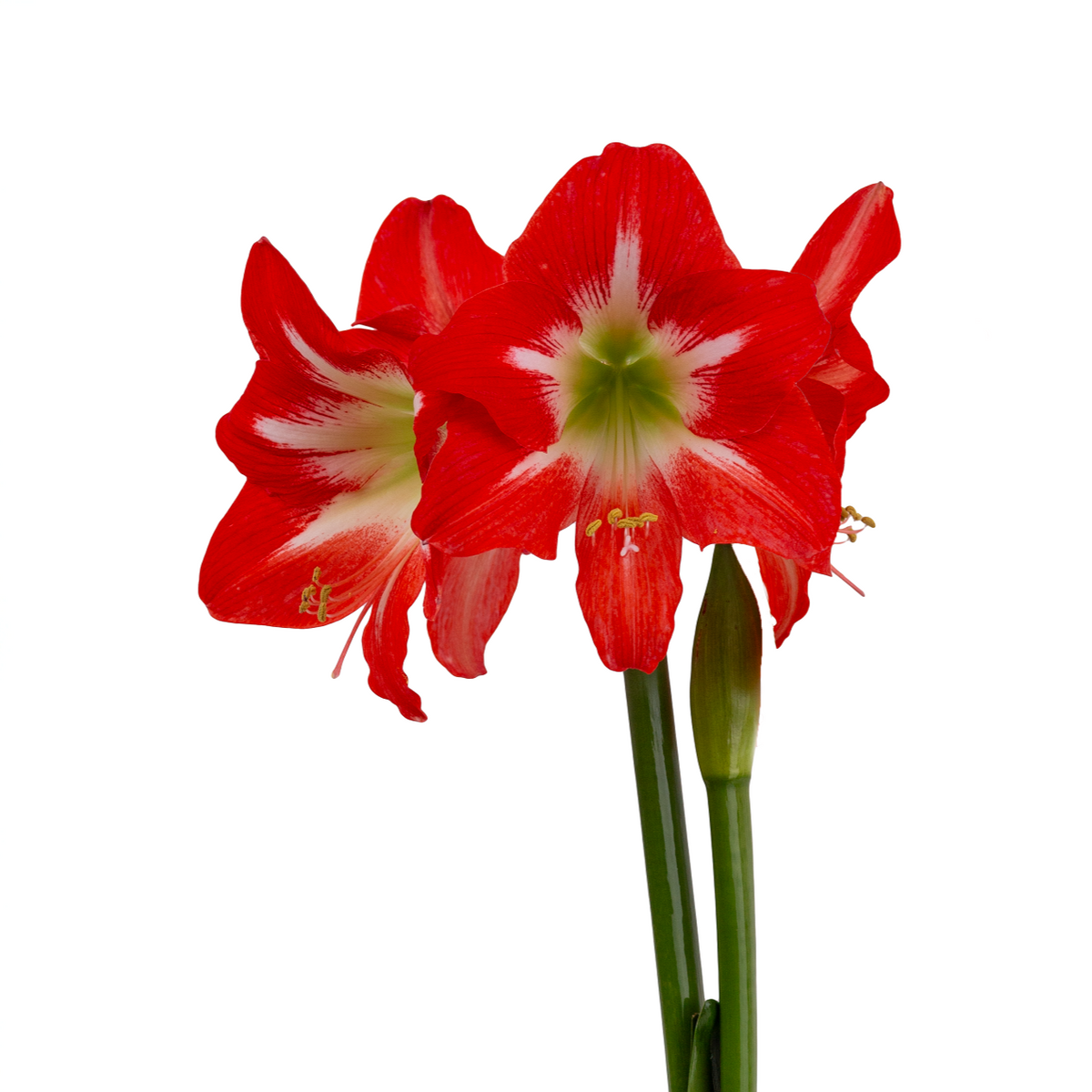Hippeastrum (amaryllis) Symphony Single - Capella™ - 1 bulb p-pack