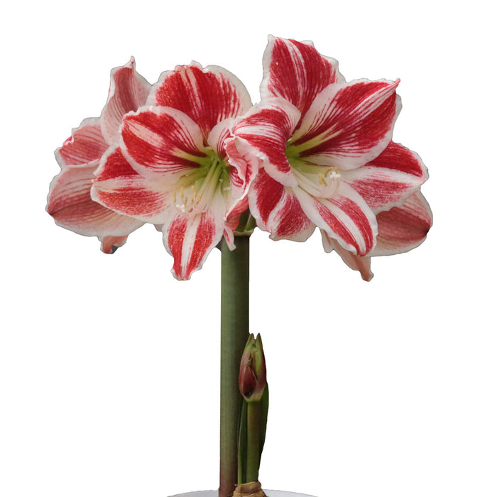 Amaryllis Symphony Single - Carnival® - Red & White Striped - 1 bulb p-pack