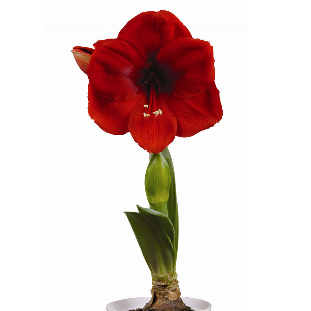 Buy Hadeco Hippeastrum / amaryllis bulbs online — Hadeco.co.za