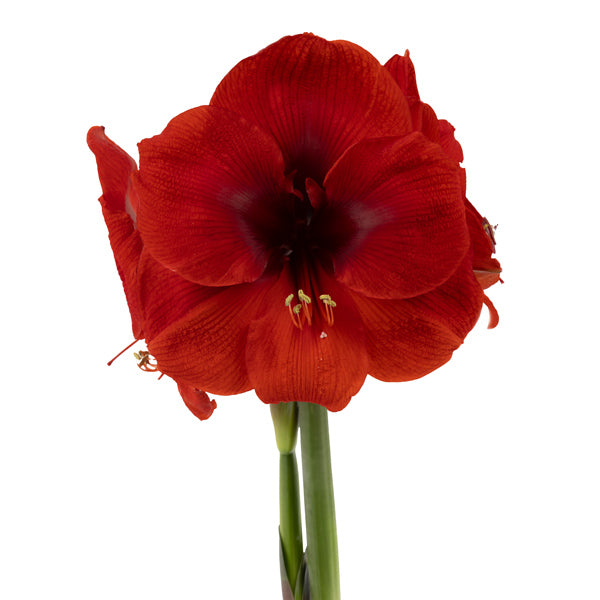 Amaryllis Symphony Single - Cayenne® - 1 bulb p-pack