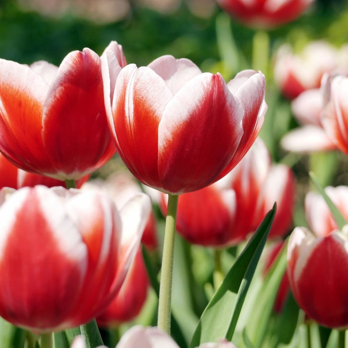 Cold-Treated Tulips - Charmeur - 10 bulbs p-pack