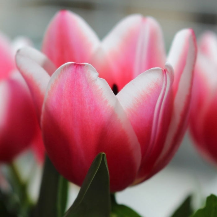 Cold-Treated Tulips - Charmeur - 10 bulbs p-pack