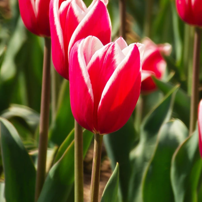 Cold-Treated Tulips - Charmeur - 10 bulbs p-pack