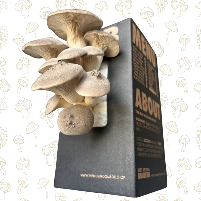 Chef's Favourite - King Oyster Mushroom Box