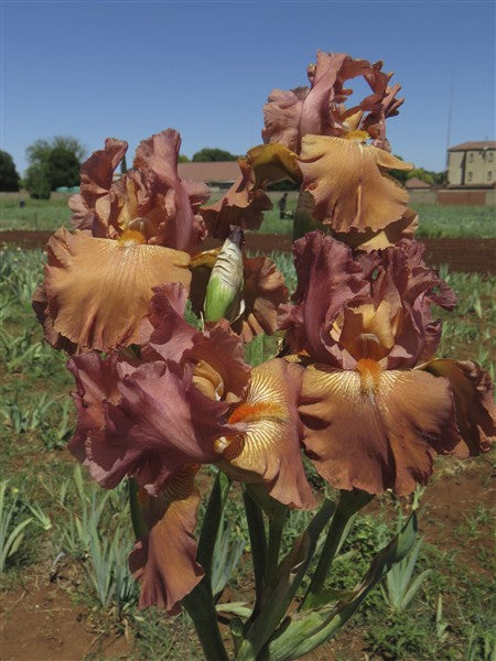 Bearded Iris - Chief Redskin - 1 plant