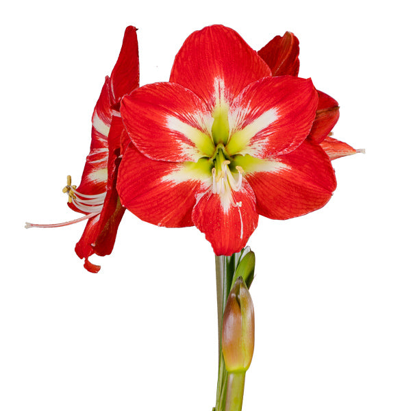 Amaryllis Symphony Single - Cocktail®- 1 bulb p-pack