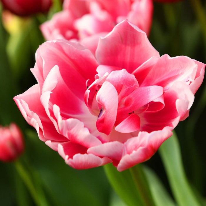 Cold-Treated Tulips - Columbus - Peony Tulip - 10 bulbs p-pack