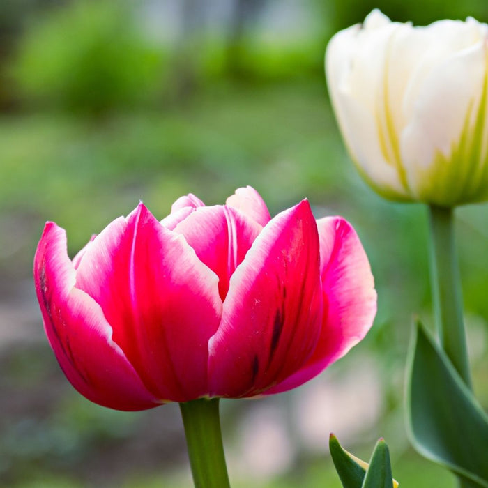 Cold-Treated Tulips - Columbus - Peony Tulip - 10 bulbs p-pack