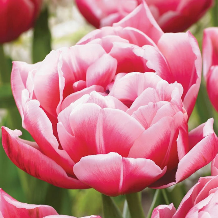 Cold-Treated Tulips - Columbus - Peony Tulip - 10 bulbs p-pack