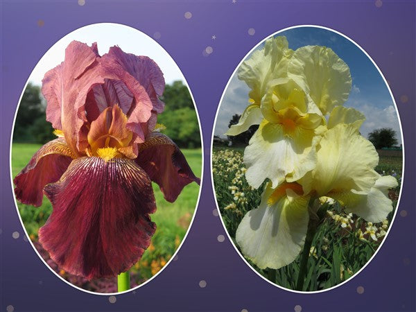 Bearded Iris - Combo #32 - 4 bulbs p-pack (2 varieties)