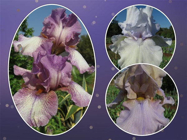 Bearded Iris - Combo #40 - 3 plants p-pack (3 varieties)