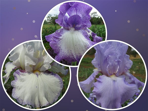 Bearded Iris - Combo #35 - 3 plants p-pack (3 varieties)