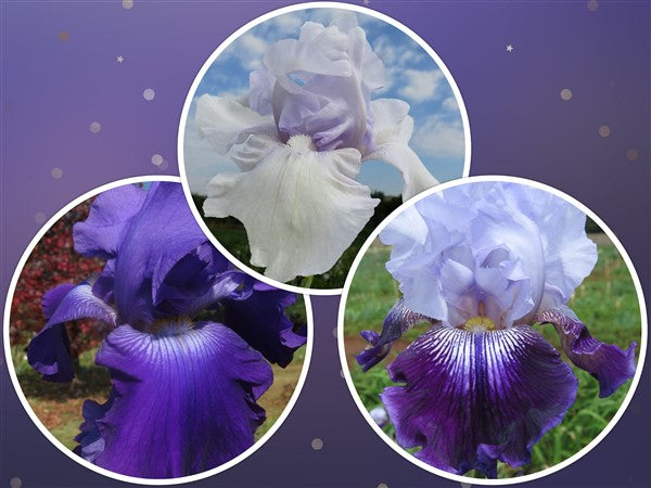 Bearded Iris - Combo #37 - 3 plants p-pack (3 varieties)