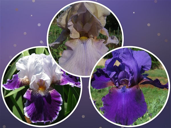 Bearded Iris - Combo #38 - 3 plants p-pack (3 varieties)