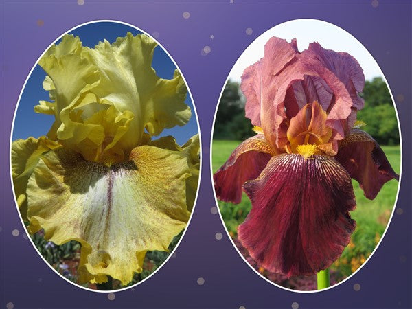 Bearded Iris - Combo #39 - 4 plants p-pack (2 varieties)