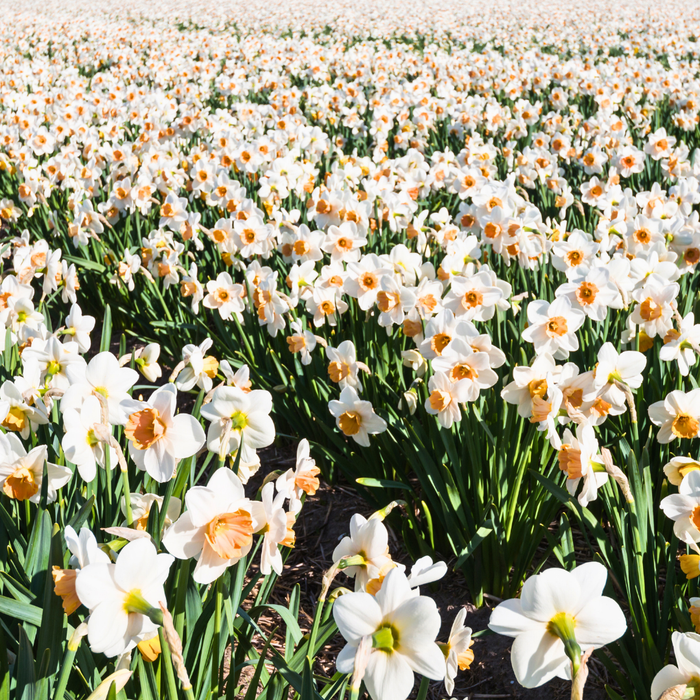 Narcissus (daffodil) - Cool Flame - 5 bulbs p-pack