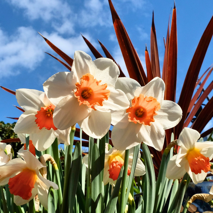 Narcissus (daffodil) - Cool Flame - 5 bulbs p-pack