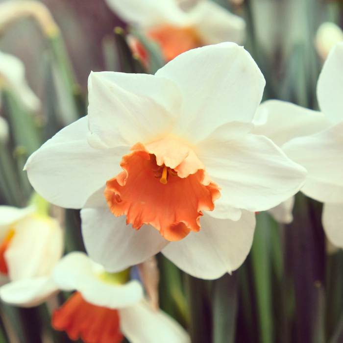 Narcissus (daffodil) - Cool Flame - 5 bulbs p-pack